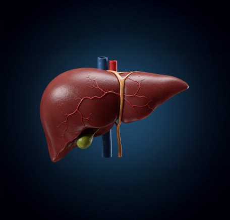 Liver
